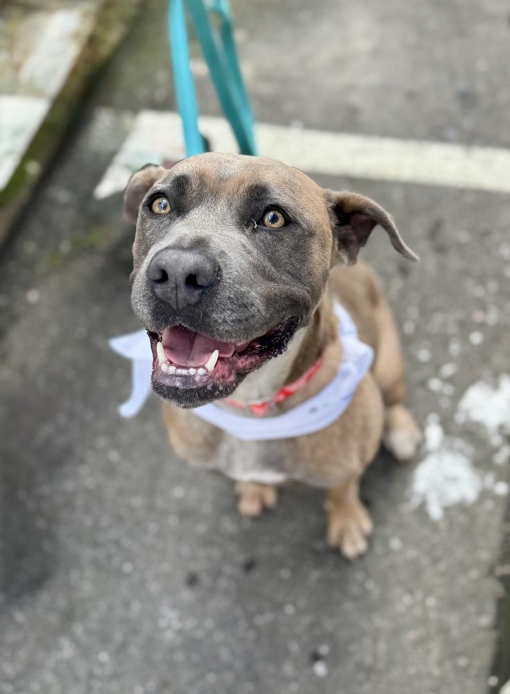Enlarge Gretel, a Adoptable mixed breed in Greenlawn, NY image 5/6