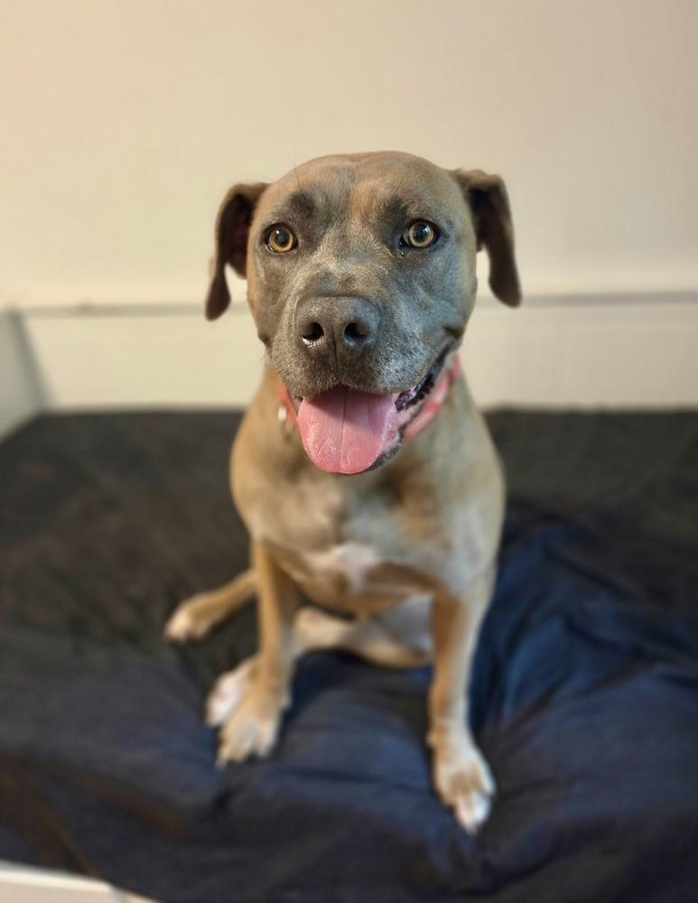 Enlarge Gretel, a Adoptable mixed breed in Greenlawn, NY image 6/6