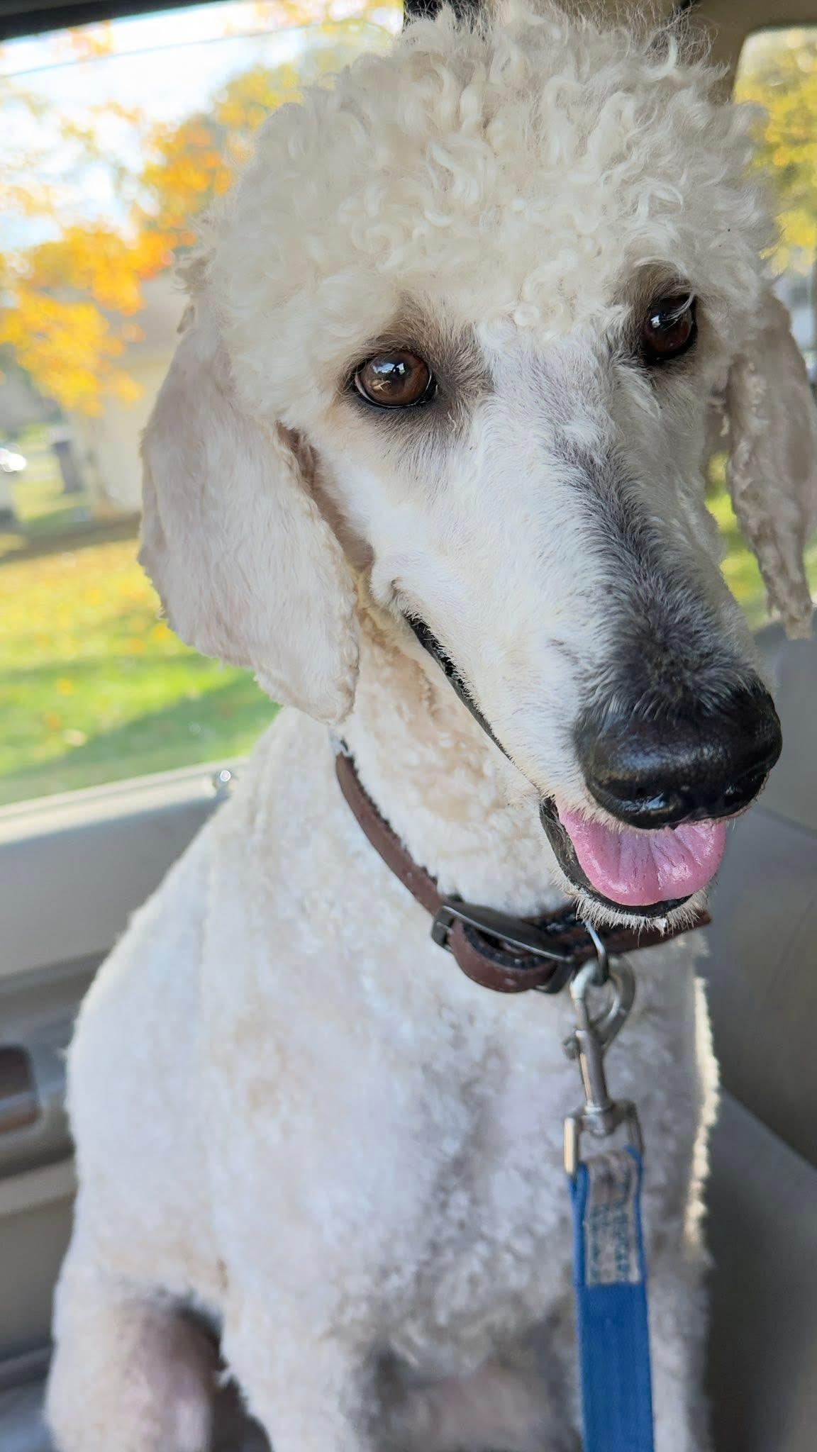 Gia, Adoptable, Adult Female Poodle.