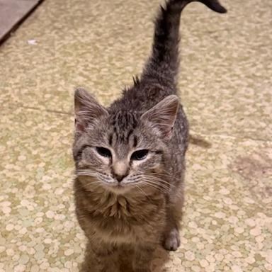 Enlarge Llama, a Adoptable Domestic Short Hair in Troy, IL image 1/1