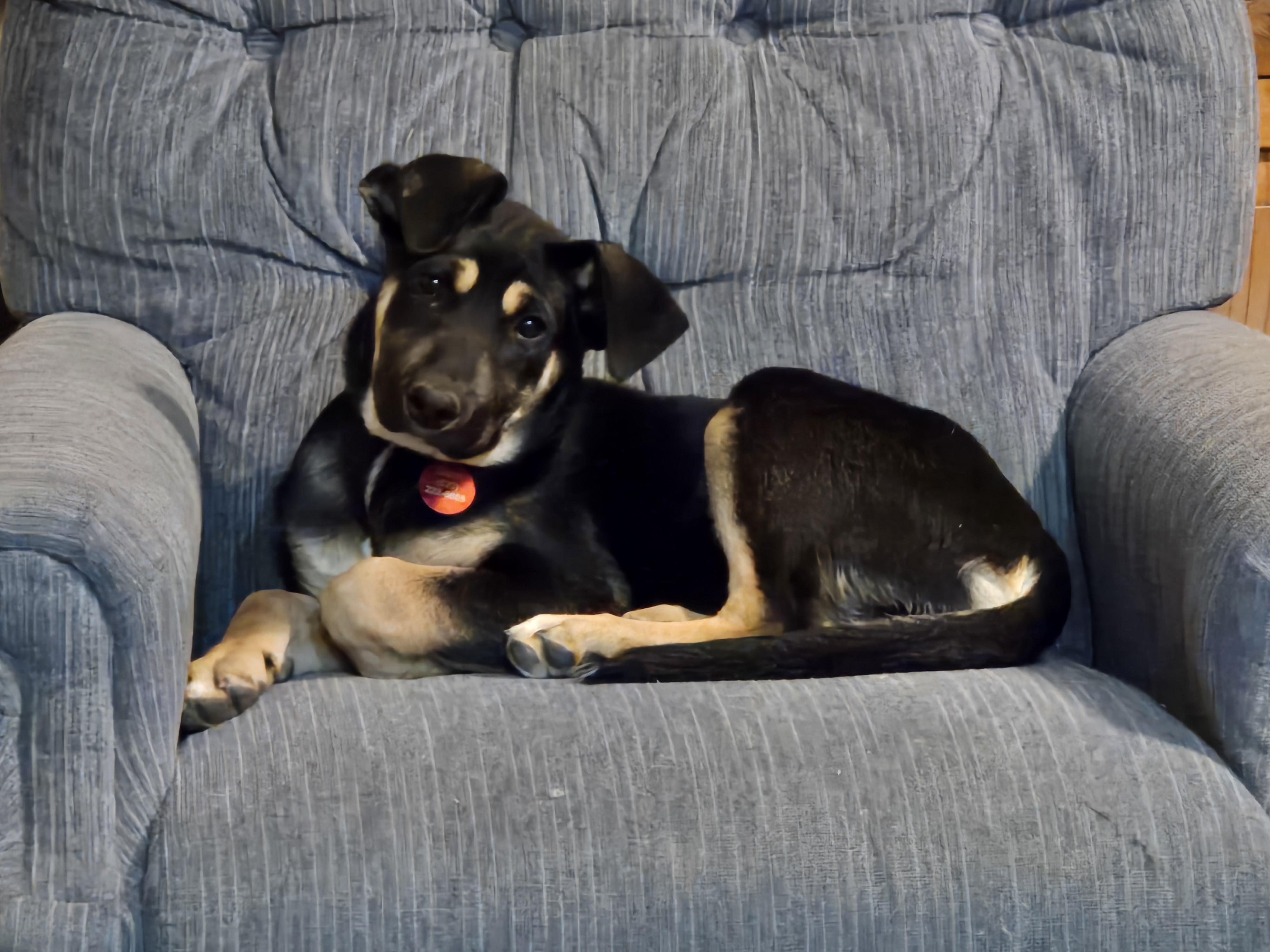 Enlarge Brook2, an adoption pending mixed breed in Oracle, AZ image 1/1