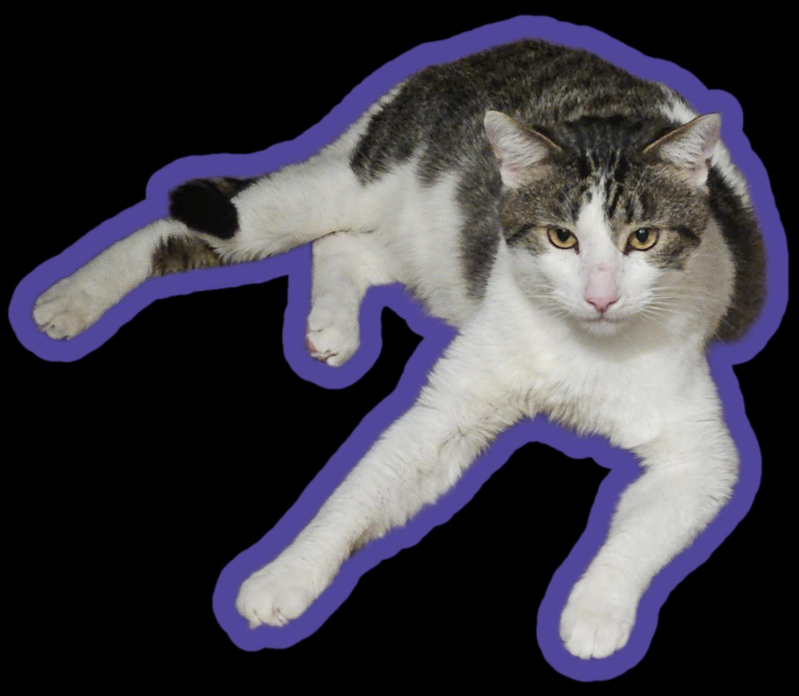 Gadget, a ADOPTABLE Tabby in Santa Clarita, CA image 2/6