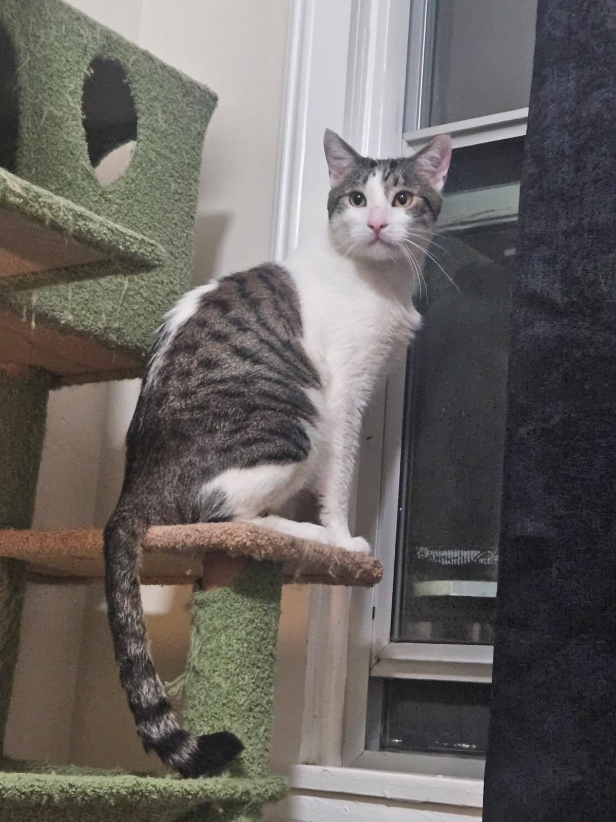 Gadget, a ADOPTABLE Tabby in Santa Clarita, CA image 1/6