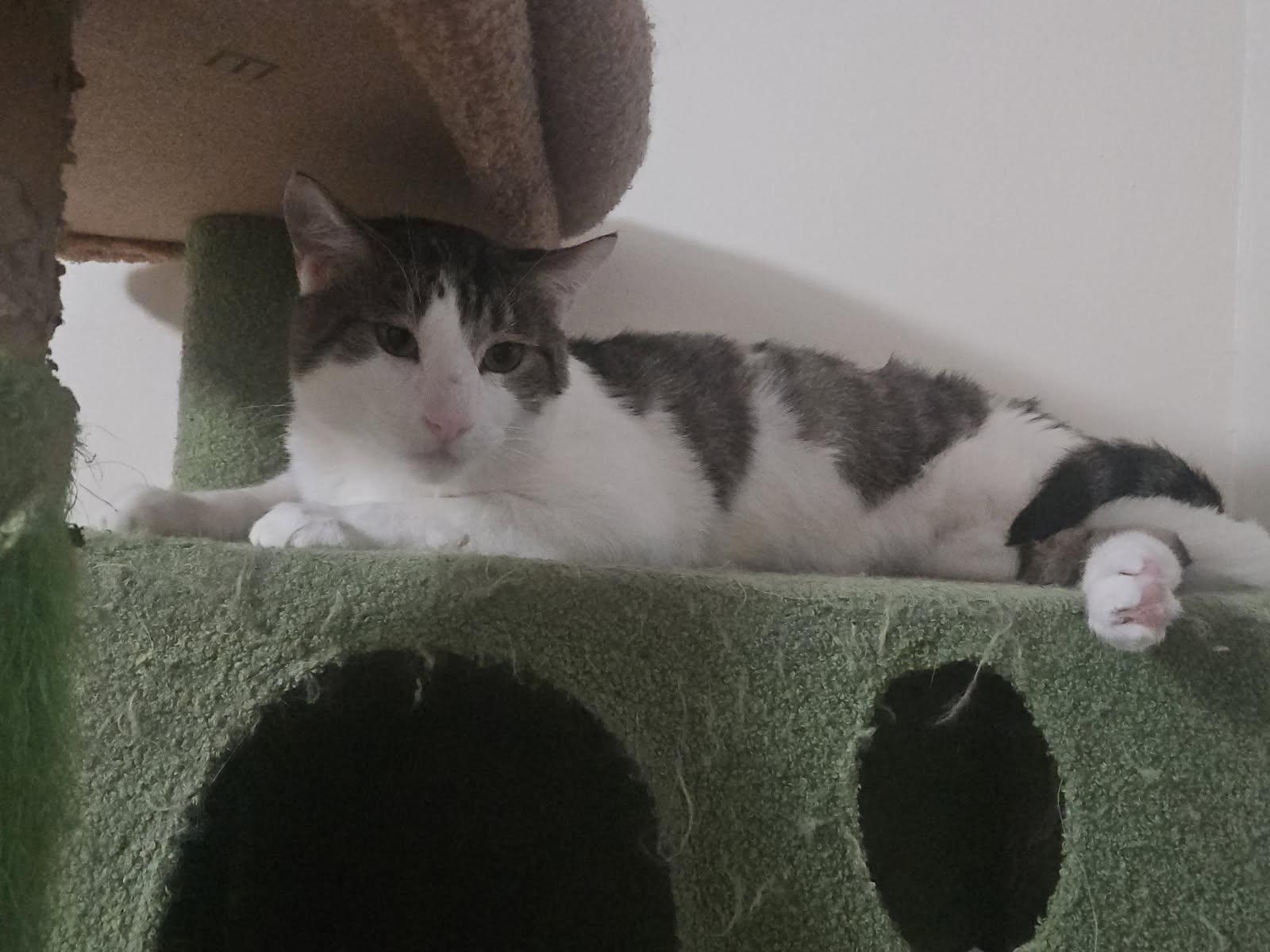 Gadget, a ADOPTABLE Tabby in Santa Clarita, CA image 3/6
