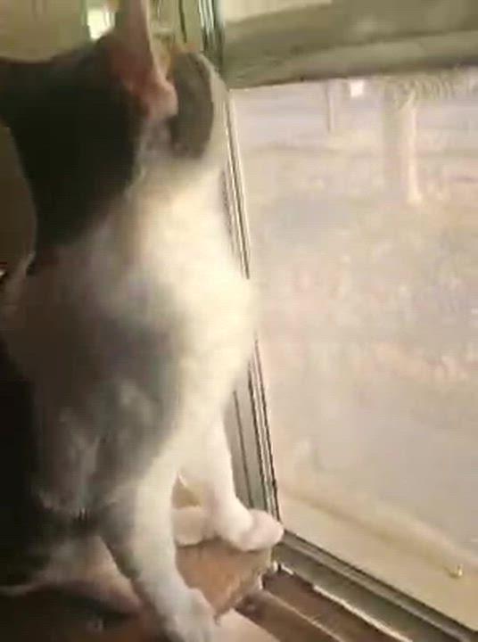 Enlarge Gadget, a ADOPTABLE Tabby in Santa Clarita, CA video 5/6