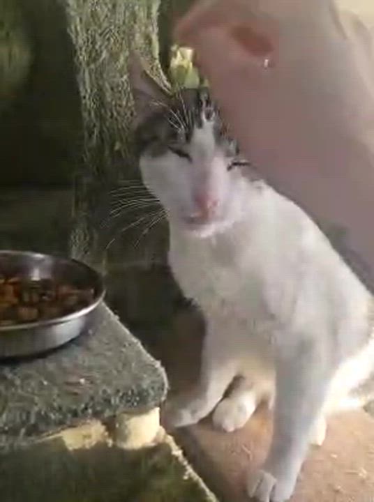 Enlarge Gadget, a ADOPTABLE Tabby in Santa Clarita, CA video 4/6