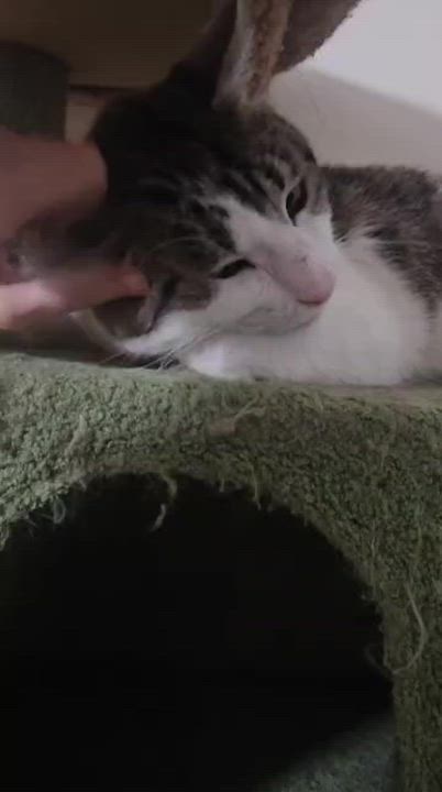 Enlarge Gadget, a ADOPTABLE Tabby in Santa Clarita, CA video 6/6