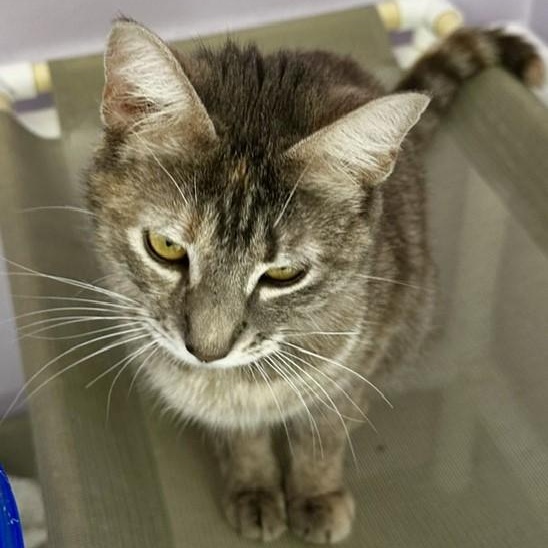 Lily - Lovely Former Mom, a ADOPTABLE Tabby in Hoquiam, WA image 5/6