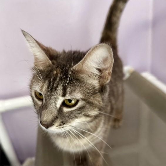 Lily - Lovely Former Mom, a ADOPTABLE Tabby in Hoquiam, WA image 2/6