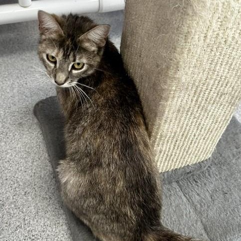 Lily - Lovely Former Mom, a ADOPTABLE Tabby in Hoquiam, WA image 3/6