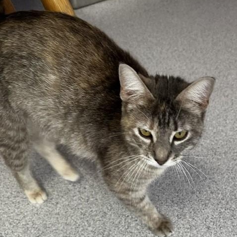Lily - Lovely Former Mom, a ADOPTABLE Tabby in Hoquiam, WA image 6/6