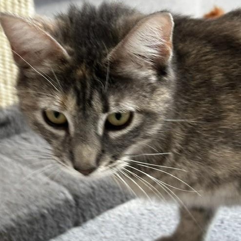 Lily - Lovely Former Mom, a ADOPTABLE Tabby in Hoquiam, WA image 4/6