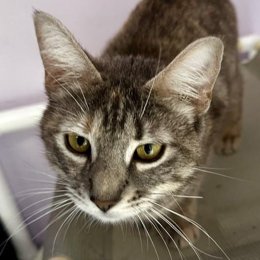 Lily - Lovely Former Mom, ADOPTABLE, Adult Female Tabby.