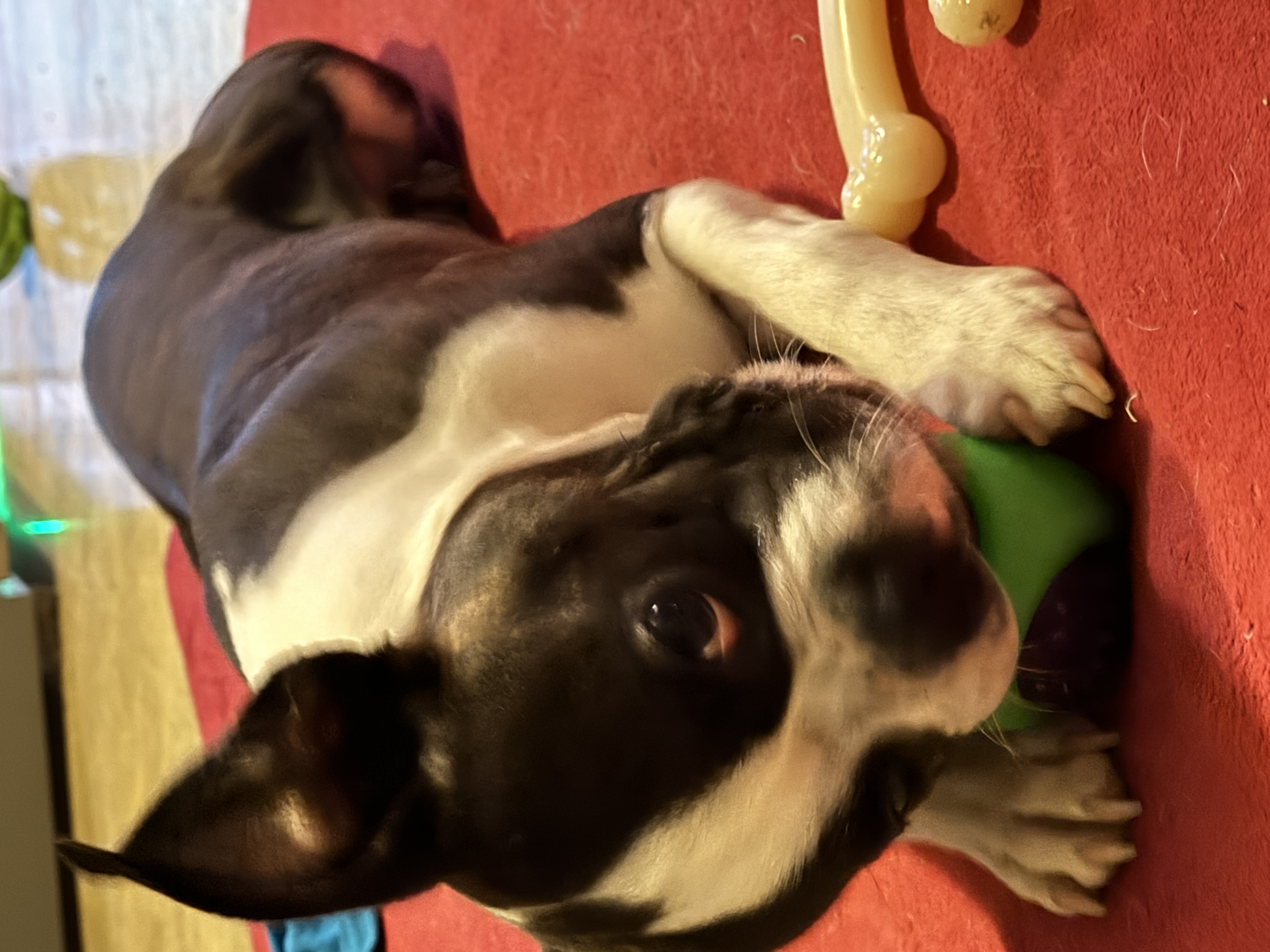 Enlarge Hank, a Adopted Boston Terrier in Erin, TN image 6/6