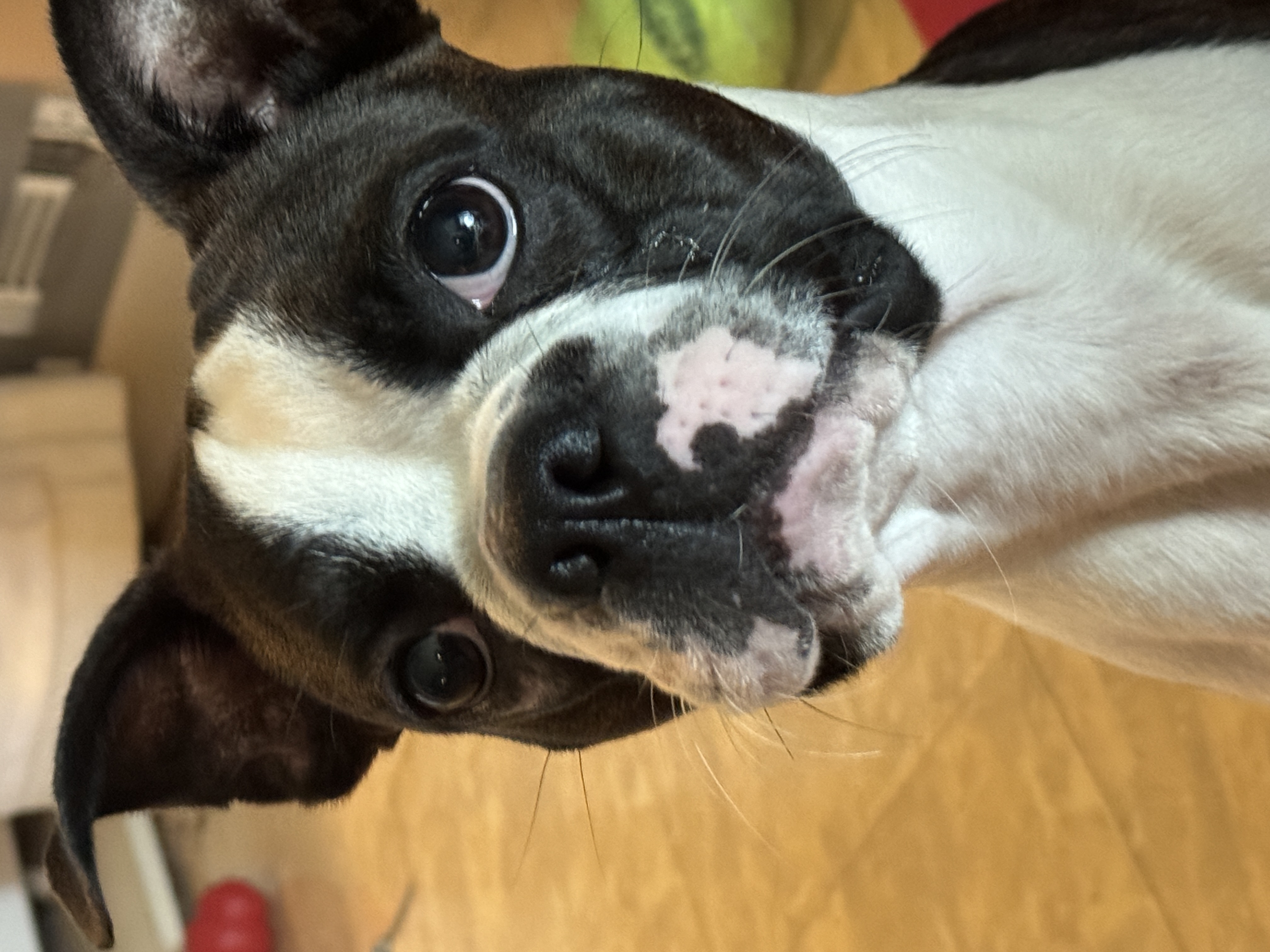 Enlarge Hank, a Adopted Boston Terrier in Erin, TN image 1/6