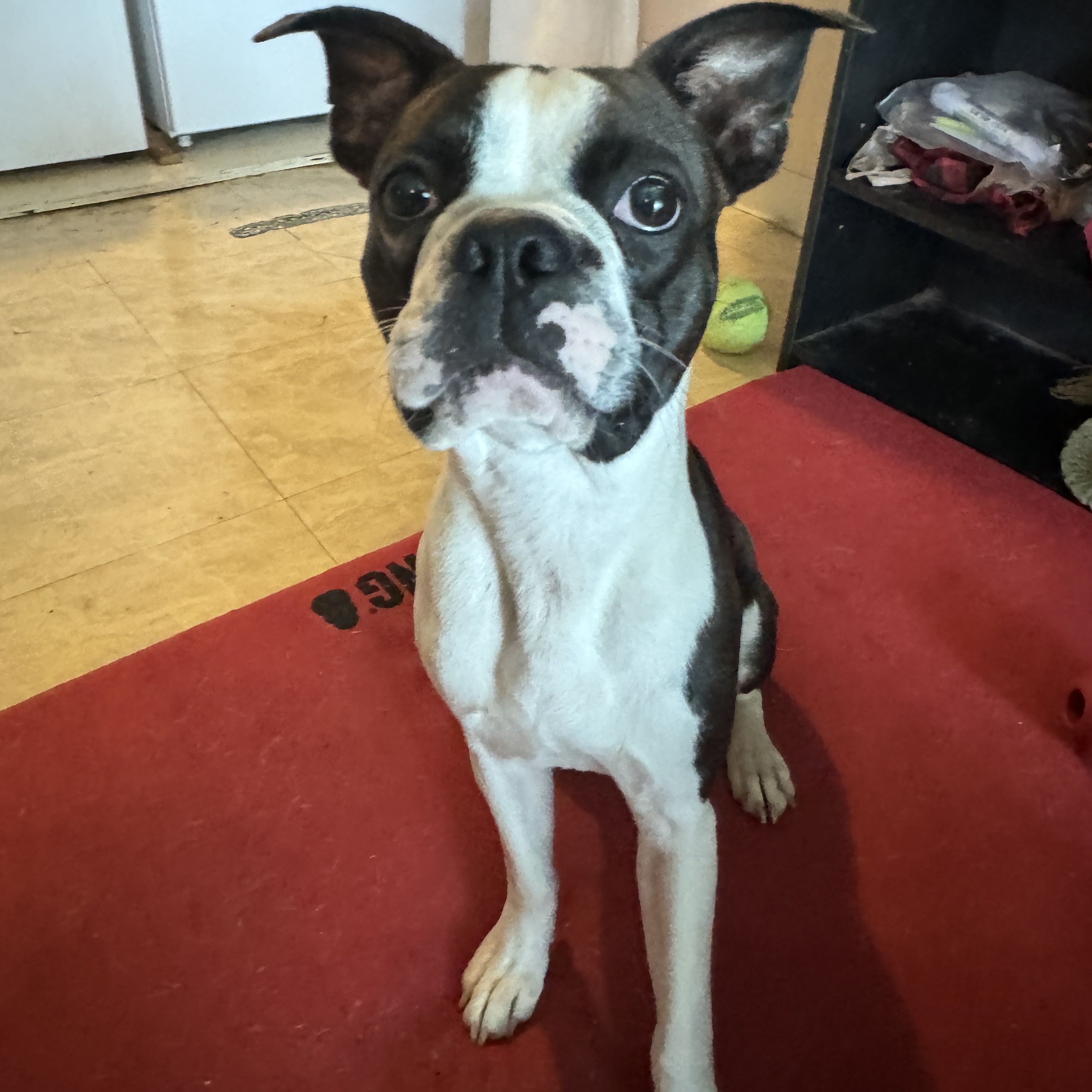 Enlarge Hank, a Adopted Boston Terrier in Erin, TN image 2/6