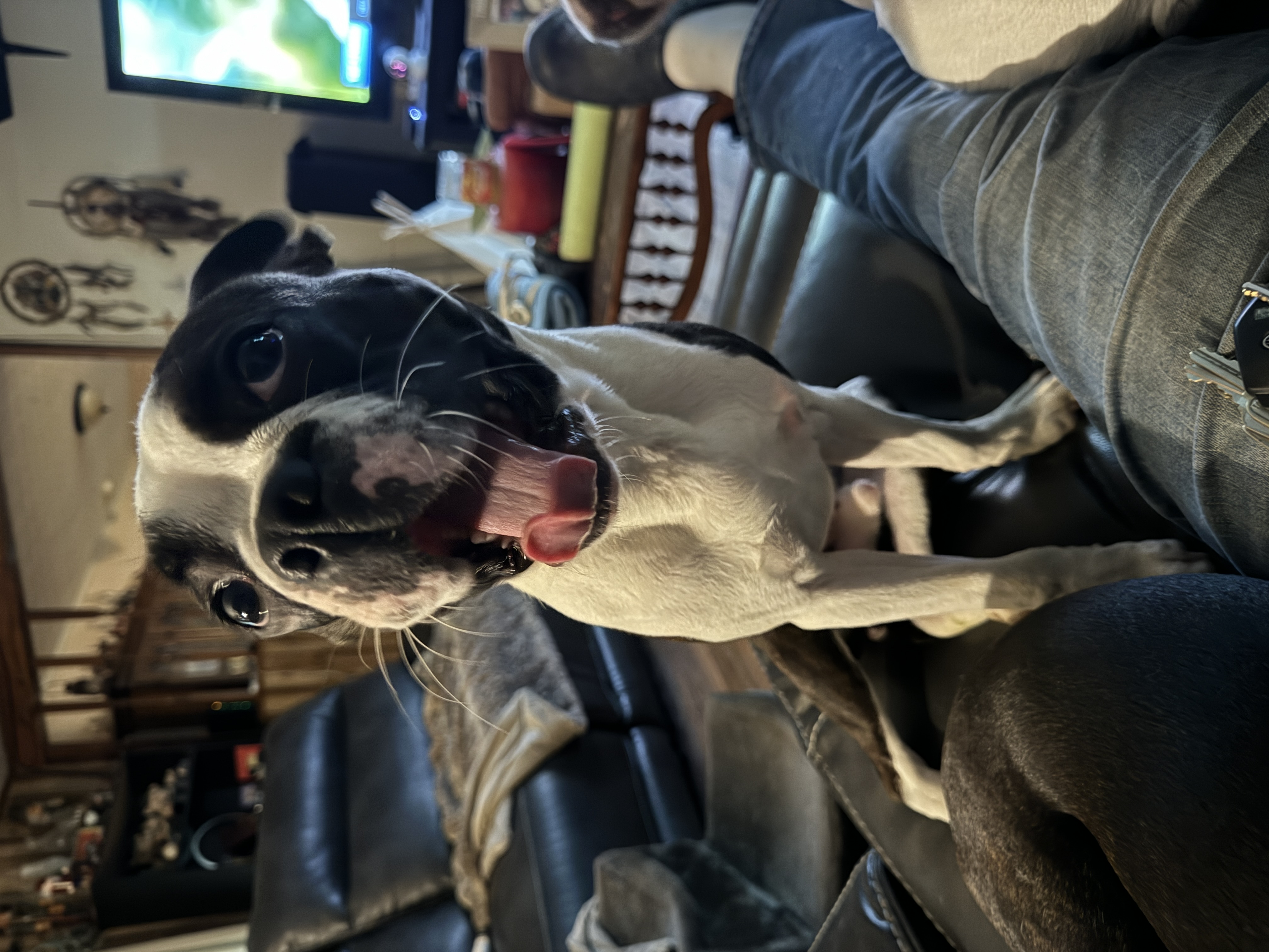 Enlarge Hank, a Adopted Boston Terrier in Erin, TN image 3/6