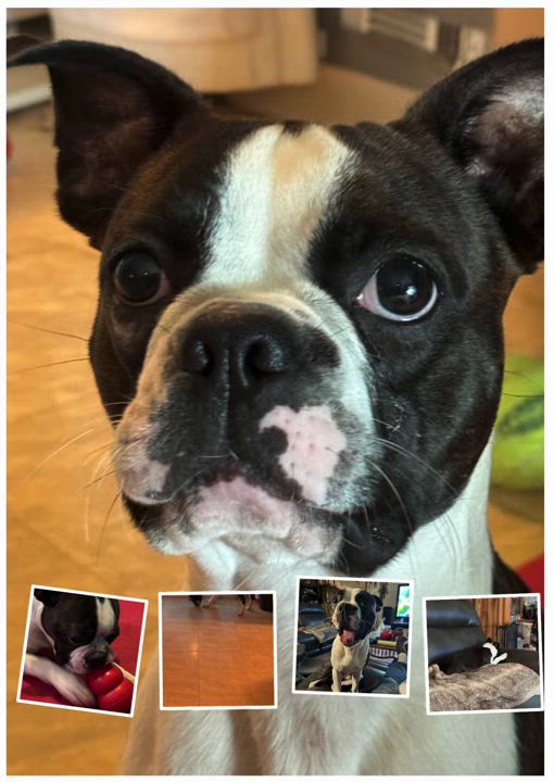Enlarge Hank, a Adopted Boston Terrier in Erin, TN video 4/6