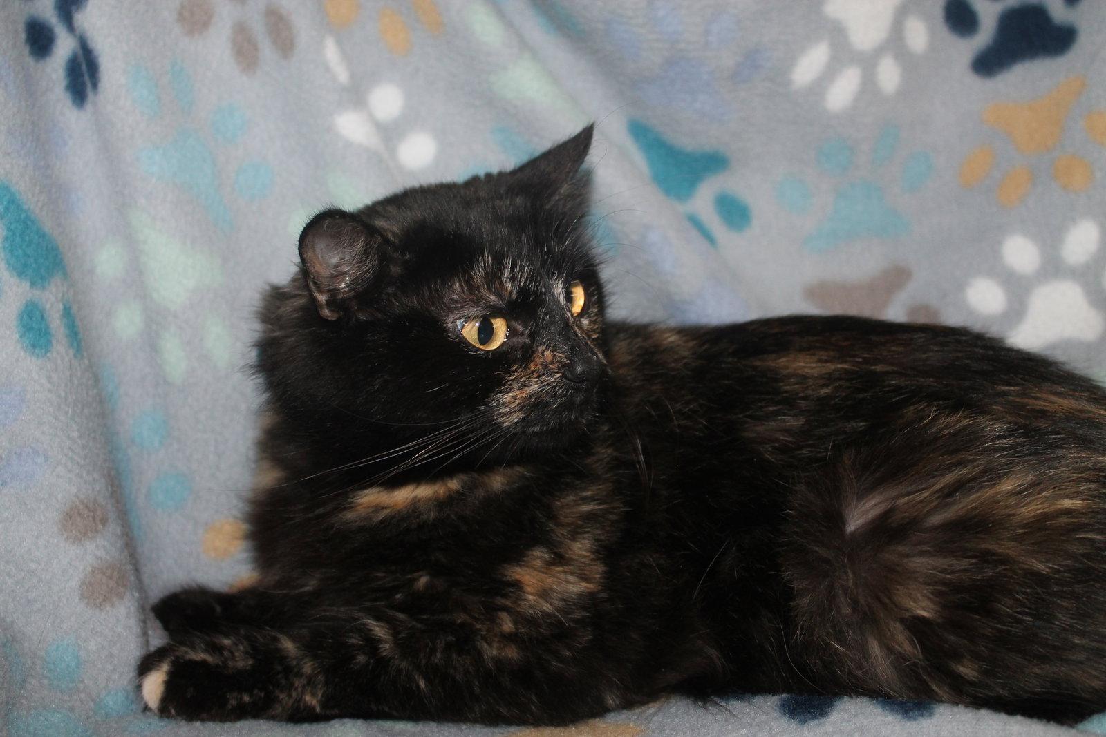 Maple - 43235, Adoptable, Young Female Domestic Medium Hair & Tortoiseshell.