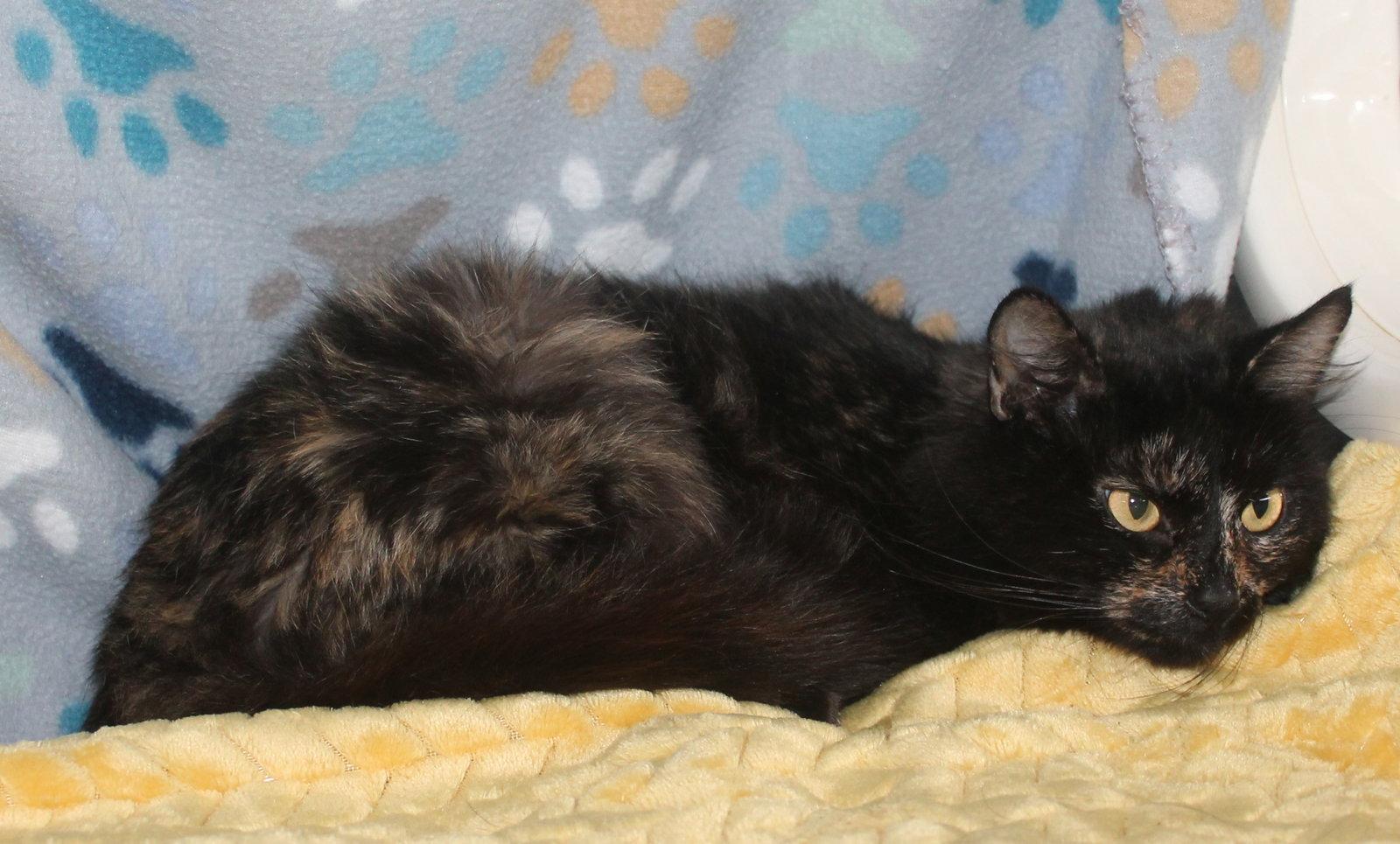 Enlarge Maple - 43235, a Adoptable mixed breed in Prattville, AL image 2/3