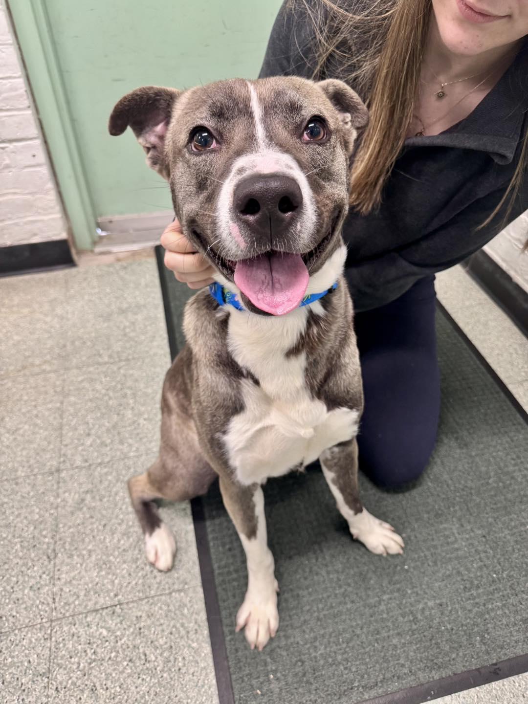 Enlarge Rowen, a ADOPTABLE mixed breed in Passaic, NJ image 3/3