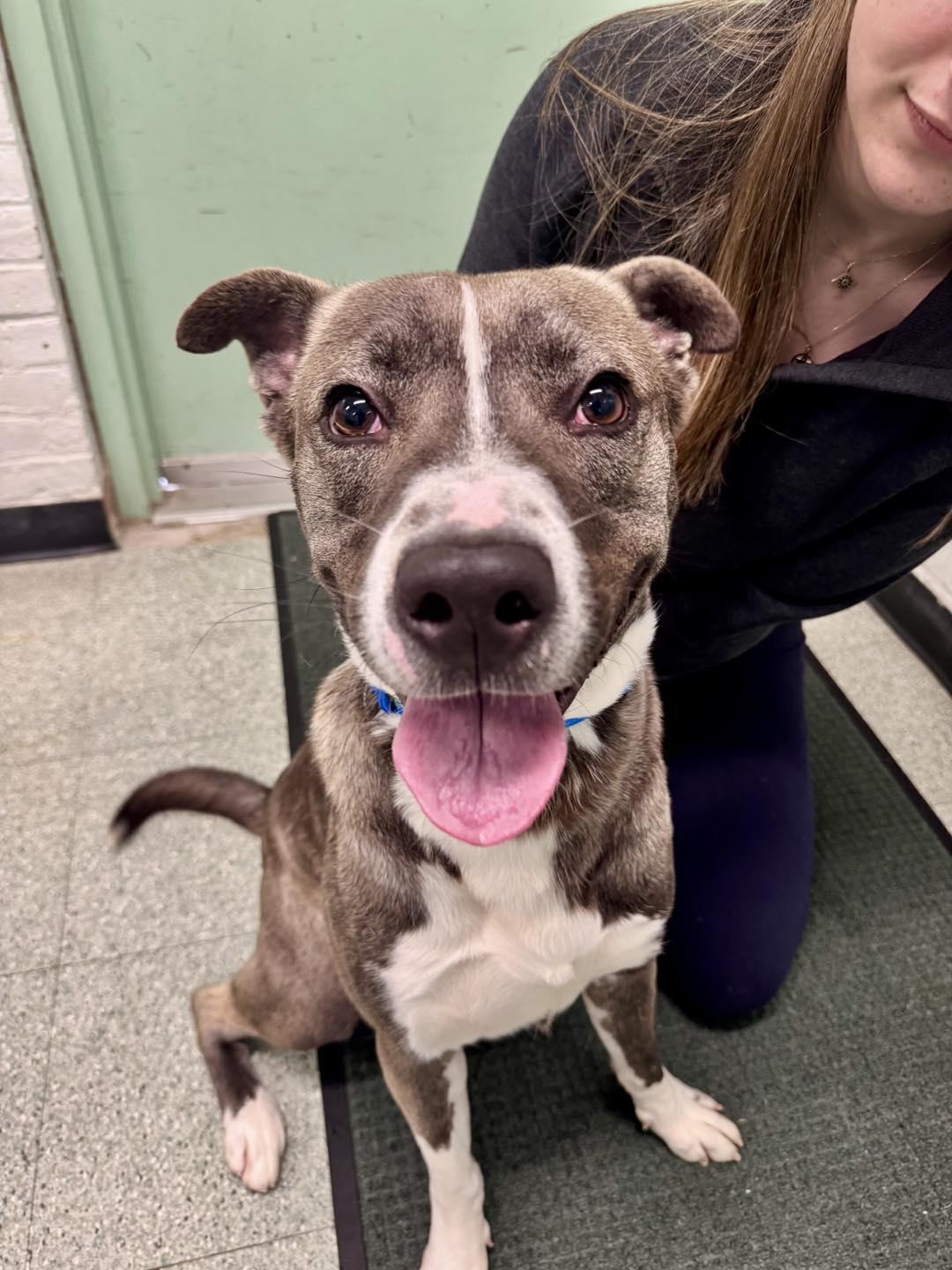 Enlarge Rowen, a ADOPTABLE mixed breed in Passaic, NJ image 1/3