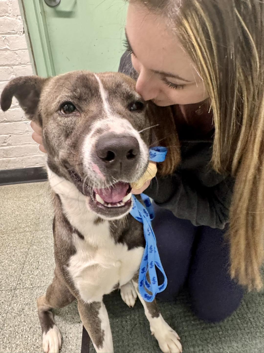 Enlarge Rowen, a ADOPTABLE mixed breed in Passaic, NJ image 2/3