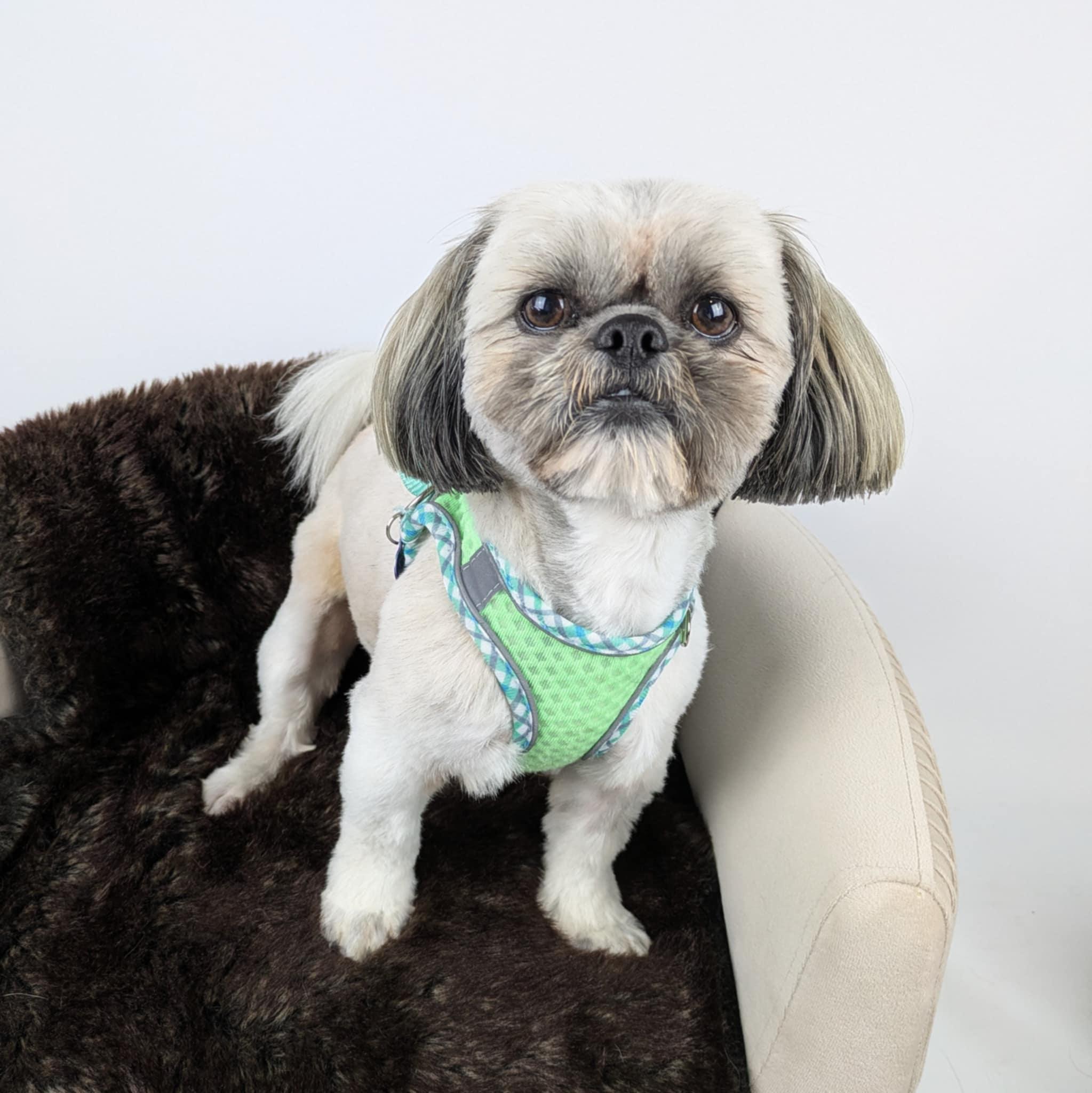 Zeus, adopted, Young Male Shih Tzu.