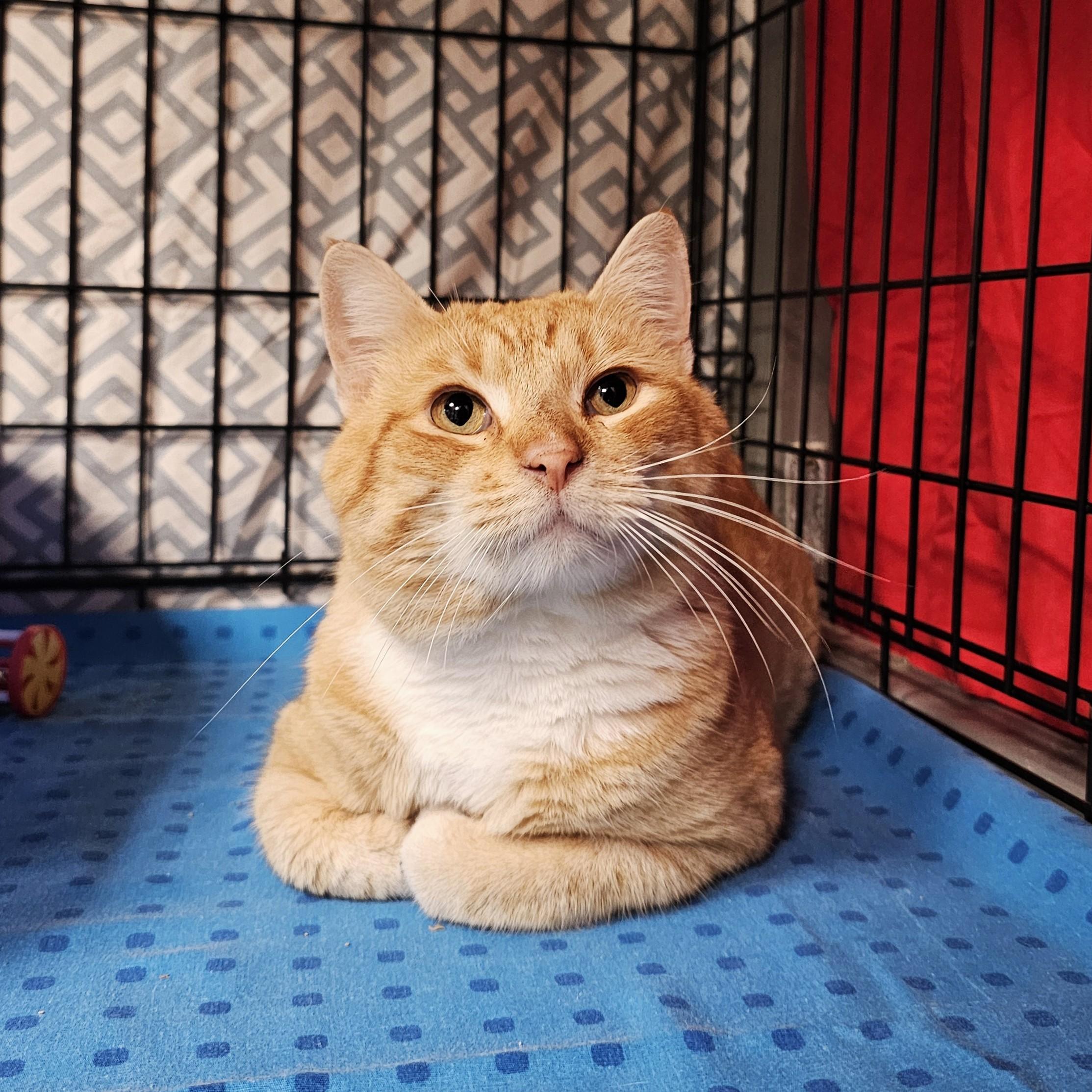 Brad, adopted, Adult Male Domestic Short Hair.