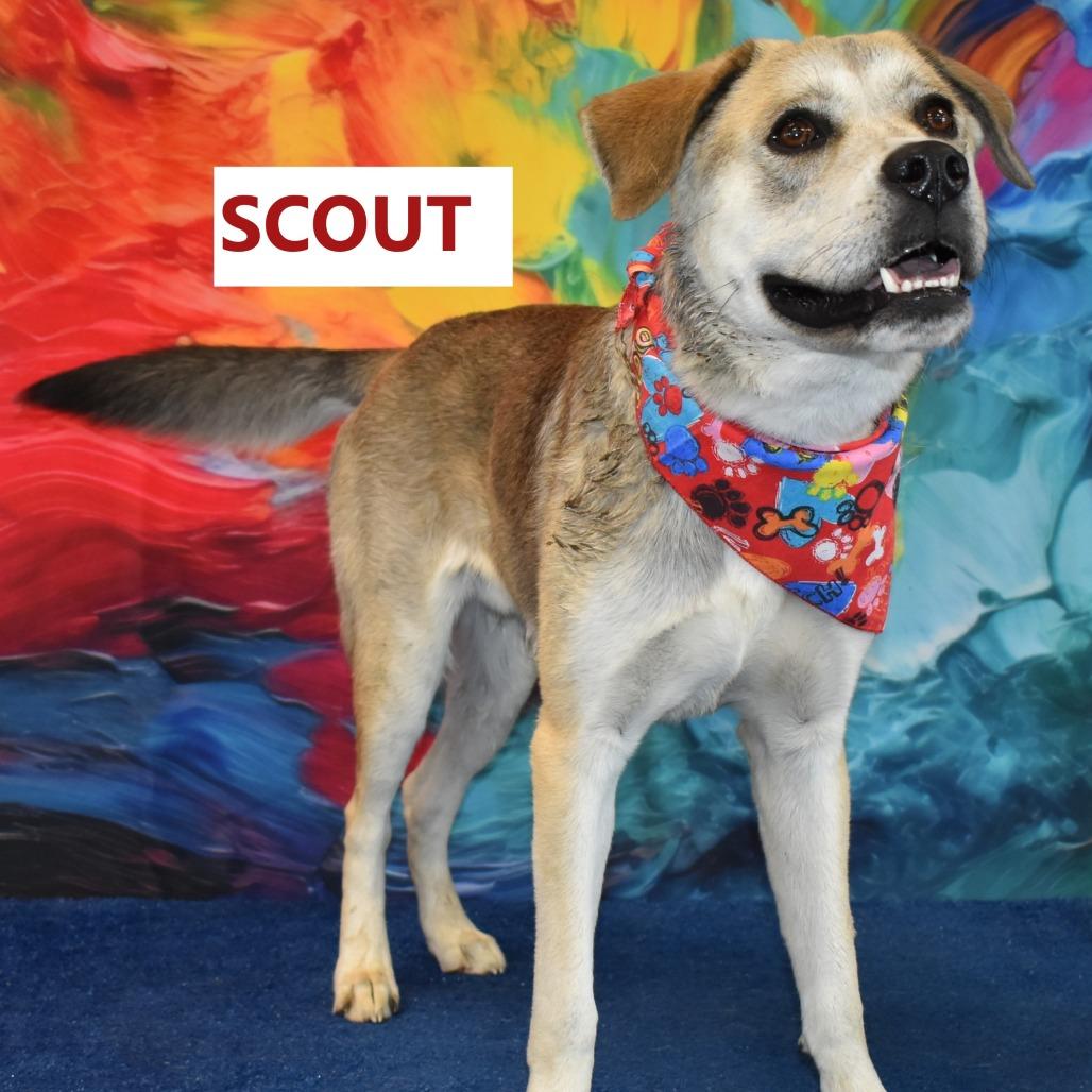 Enlarge Scout, a Adoptable mixed breed in Yuma, AZ image 2/2