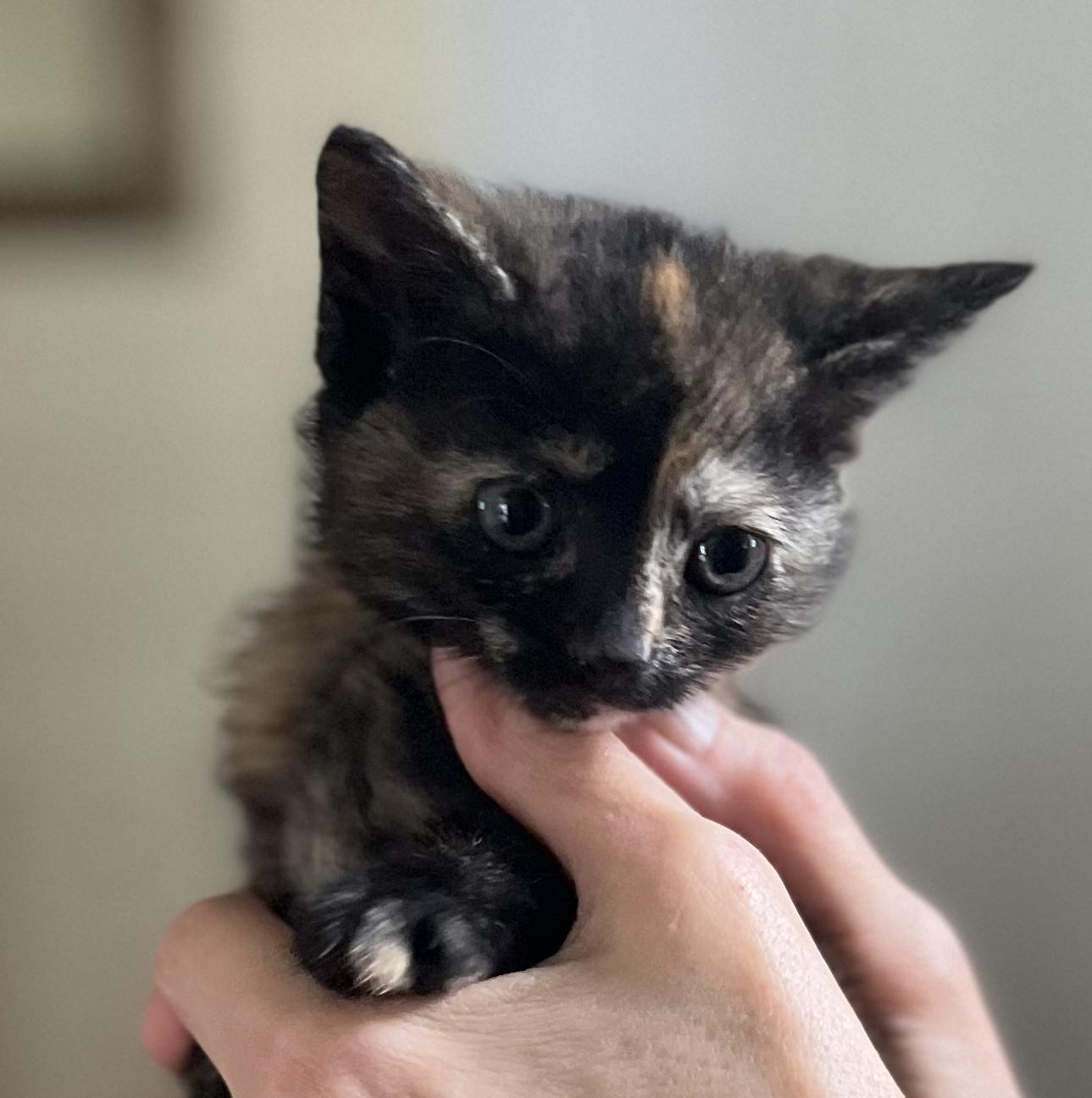 Dahlia, Baby Female American Shorthair