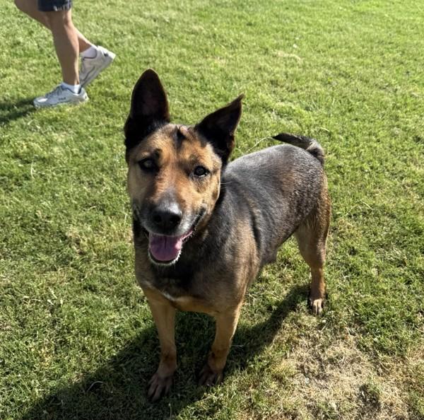 Colonel, Adoptable, Adult Male Shepherd.
