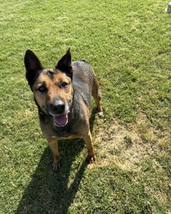 Colonel, a Adoptable mixed breed image 2/6