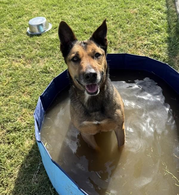 Colonel, a Adoptable mixed breed image 3/6