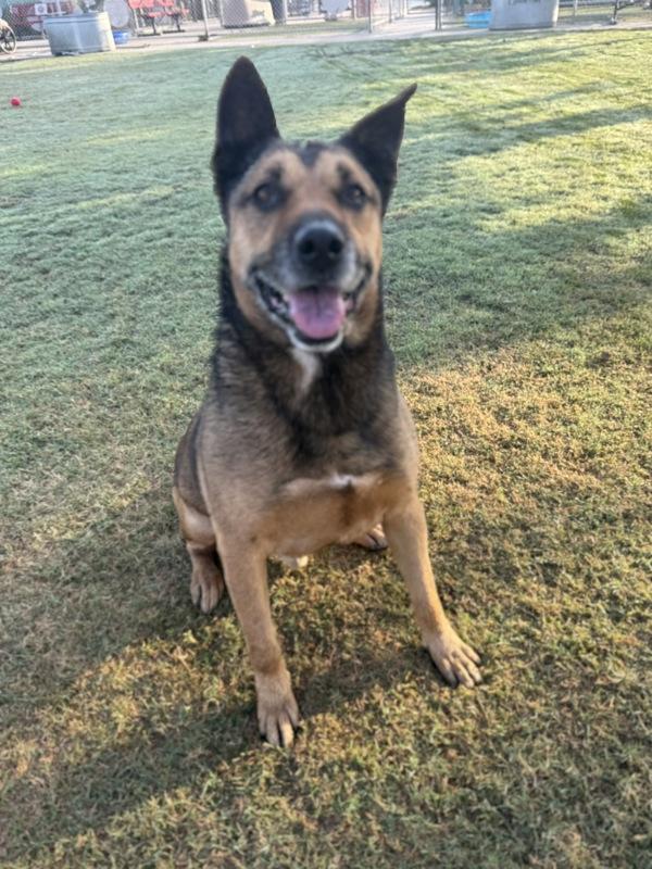 Colonel, a Adoptable mixed breed image 4/6