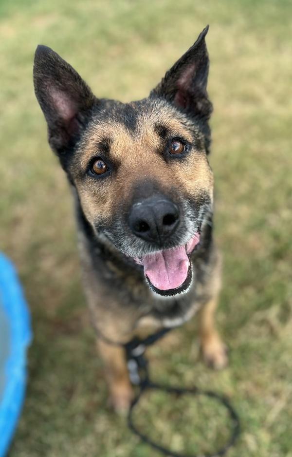 Colonel, a Adoptable mixed breed image 5/6