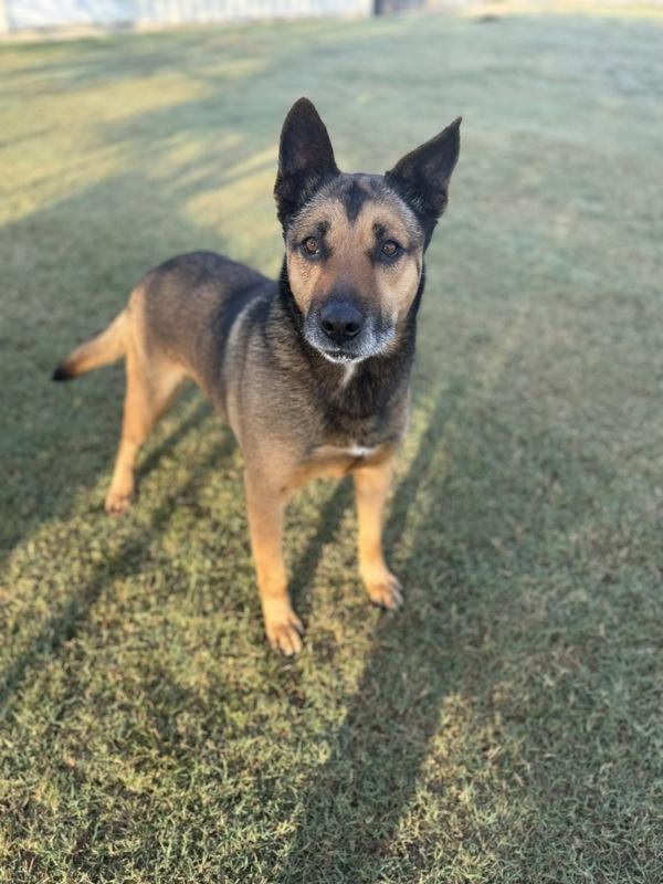 Colonel, a Adoptable mixed breed image 6/6