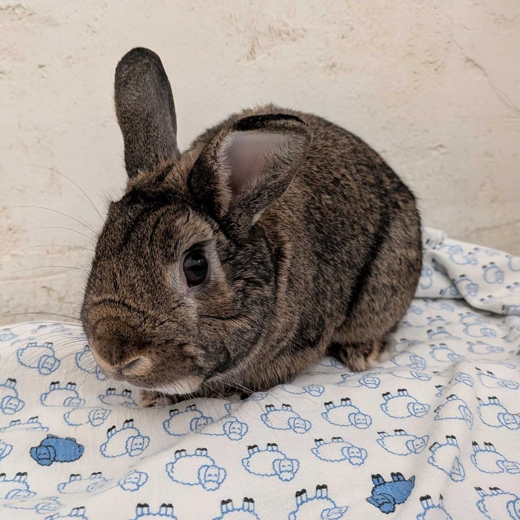 Herbie, Adoptable, Adult Male Bunny Rabbit.