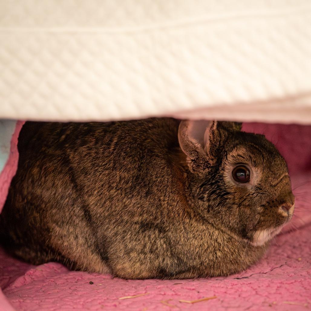 Enlarge Herbie, a Adoptable Bunny Rabbit in Kennebunk, ME image 2/6