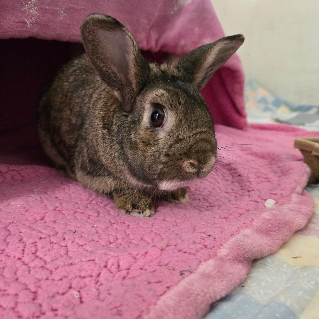 Enlarge Herbie, a Adoptable Bunny Rabbit in Kennebunk, ME image 3/6