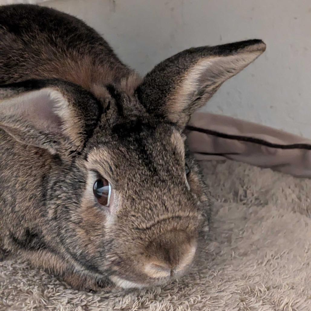 Enlarge Herbie, a Adoptable Bunny Rabbit in Kennebunk, ME image 4/6