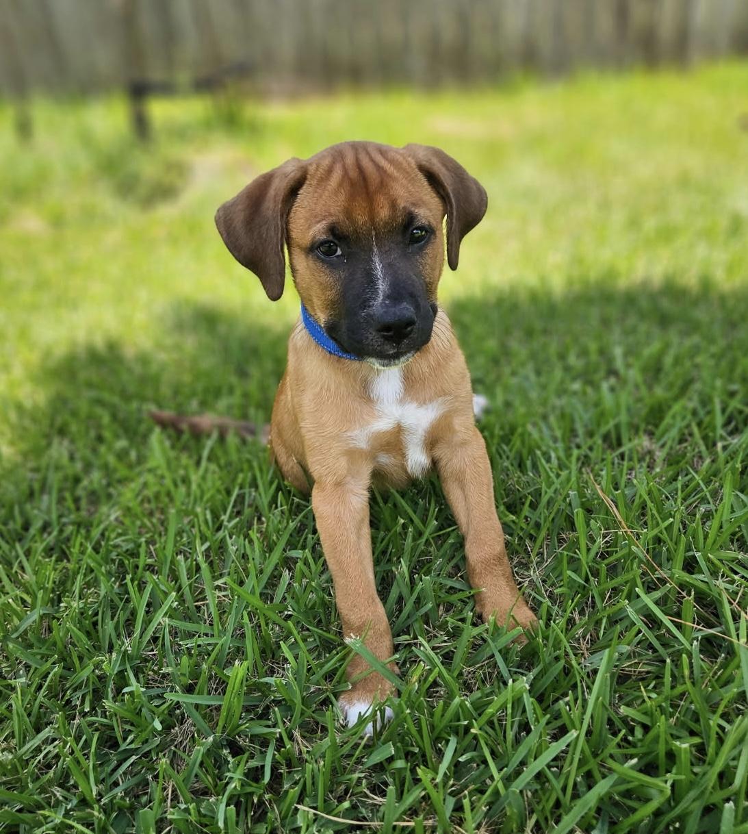 Sir William, a ADOPTABLE mixed breed in Cypress, TX image 1/4