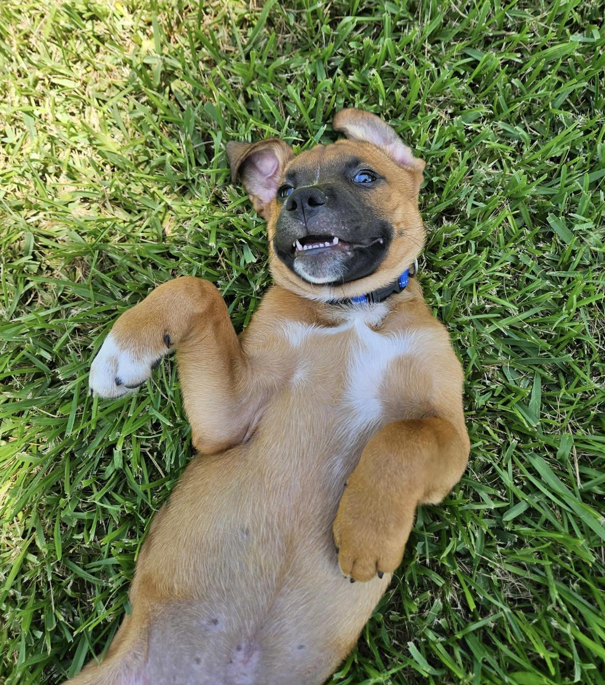 Sir William, a ADOPTABLE mixed breed in Cypress, TX image 2/4