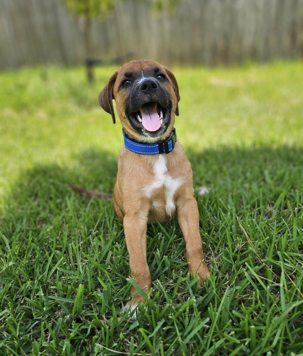 Sir William, a ADOPTABLE mixed breed in Cypress, TX image 3/4