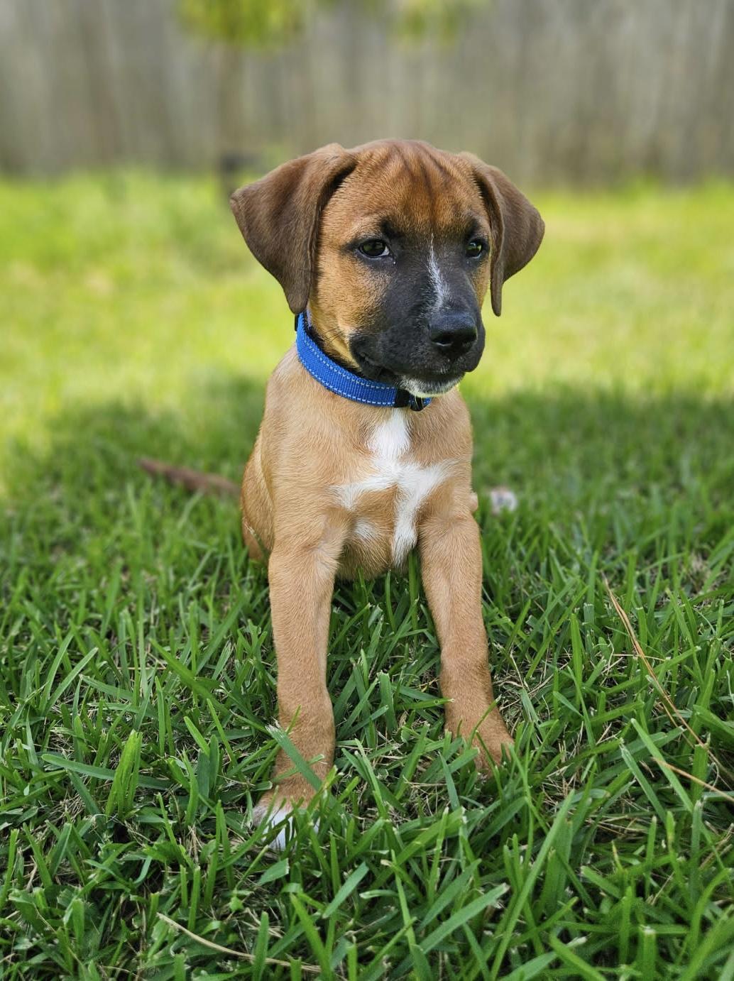 Sir William, a ADOPTABLE mixed breed in Cypress, TX image 4/4