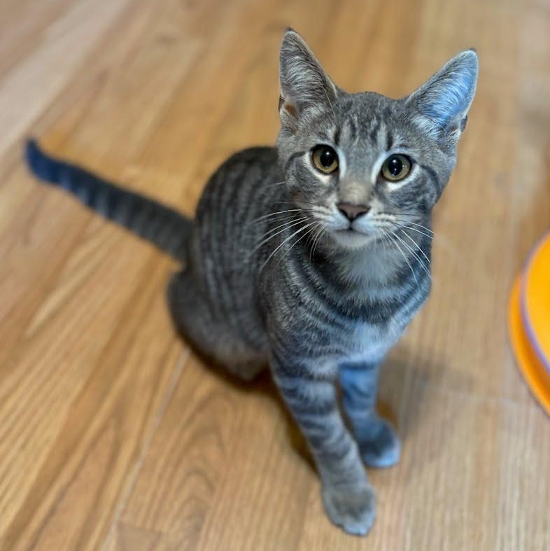 Enlarge Ricardo, a Adoptable Tabby in Oswego, NY image 1/3
