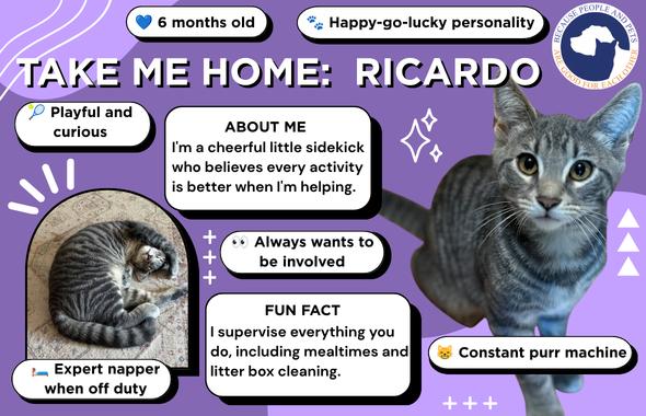 Enlarge Ricardo, a Adoptable Tabby in Oswego, NY image 3/3