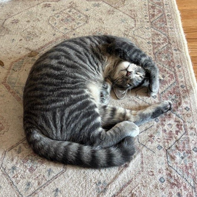 Enlarge Ricardo, a Adoptable Tabby in Oswego, NY image 2/3