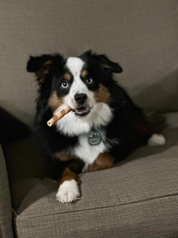 Enlarge 0971 Bandytt, a Adoptable Australian Shepherd in Shelbyville, IL image 2/6
