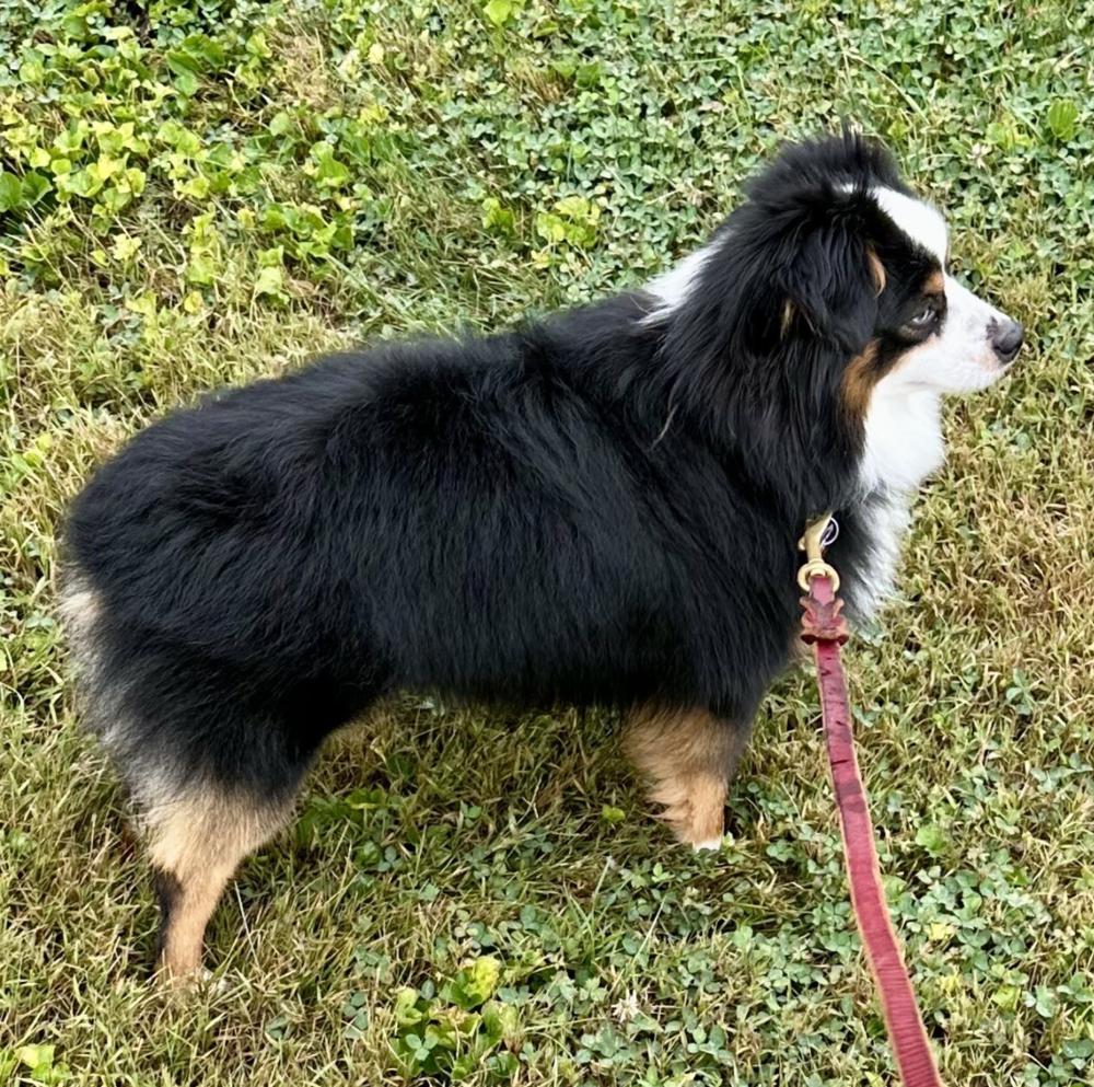 Enlarge 0971 Bandytt, a Adoptable Australian Shepherd in Shelbyville, IL image 3/6
